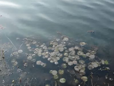 微生物的分類(lèi)—特殊的細(xì)菌 微生物的分類(lèi)—特殊的細(xì)菌